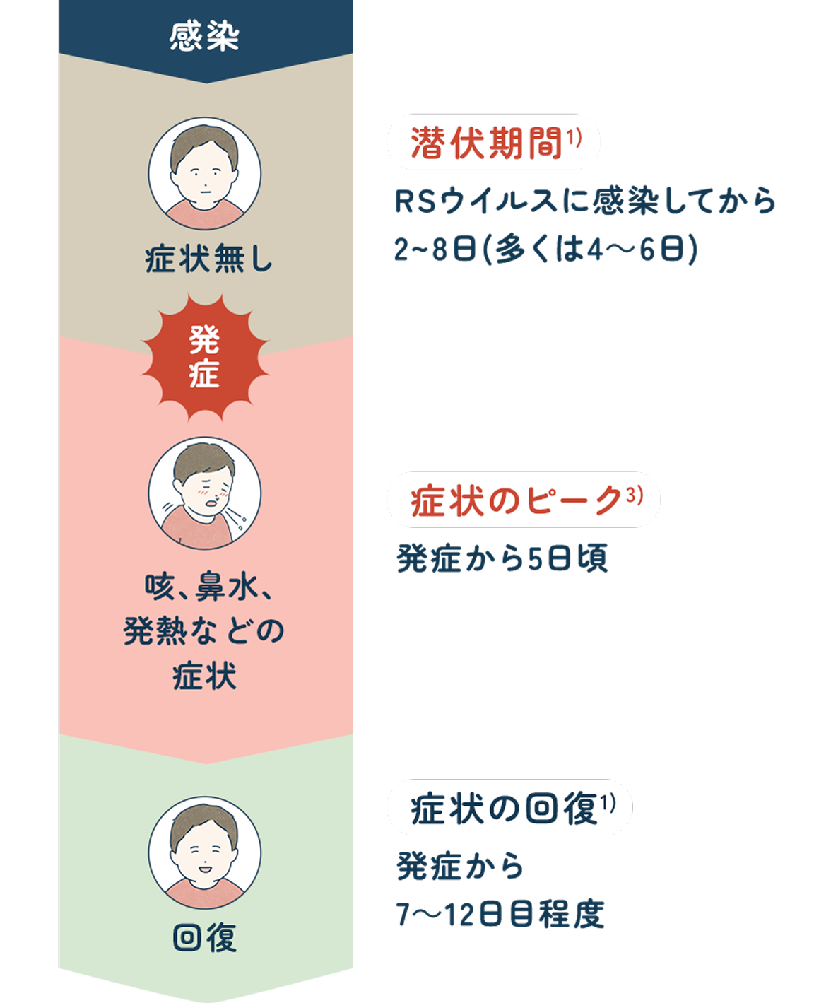 潜伏期間の流れ:感染→症状無し、潜伏期間はRSウィルスに感染してから2~8日、多くは4~6日→発症、咳、鼻水、発熱などの症状、症状のピークは発症してから5日頃→回復、症状の回復は発症から7~12日目程度